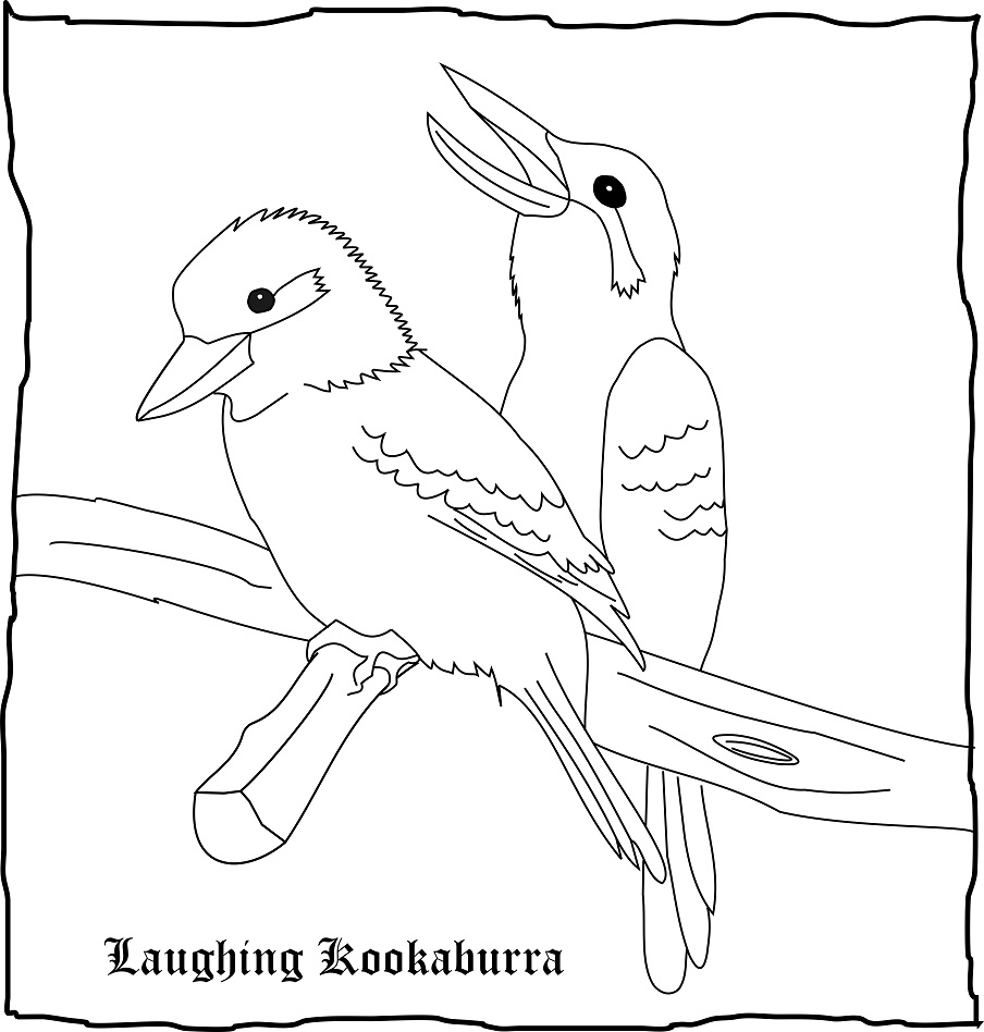 Drawing of Kookaburras<br /><br />From an Australian newspaper.